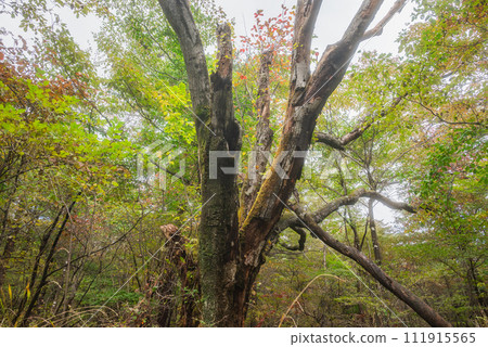 Decayed tree [Mt. Koasama/climbing trail] 111915565