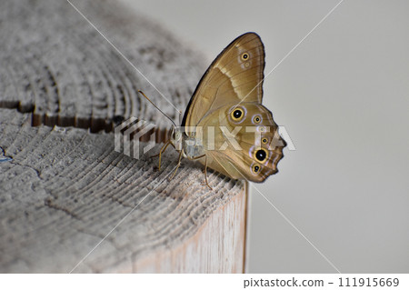 A butterfly perching on a stump A butterfly perching on a stump 111915669