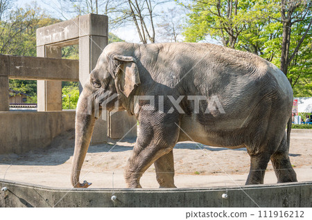 動物園大象 動物園大象 111916212