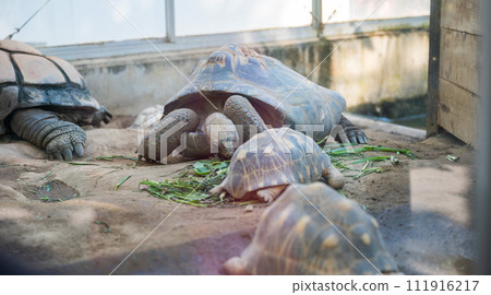 動物園裡的大烏龜 動物園裡的大烏龜 111916217