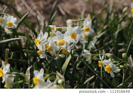 White daffodil flowers blooming in the winter garden 111916649