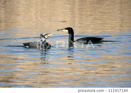 兩隻鸕鶿在水面嬉戲 兩隻鸕鶿在水面嬉戲 111917184