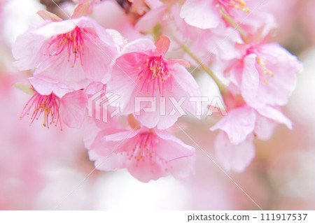 Kawazu cherry tree Kawazu cherry tree 111917537