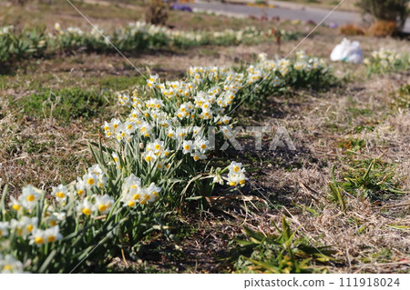 Early-blooming daffodil flowers blooming in the winter park Early-blooming daffodil flowers blooming in the winter park 111918024