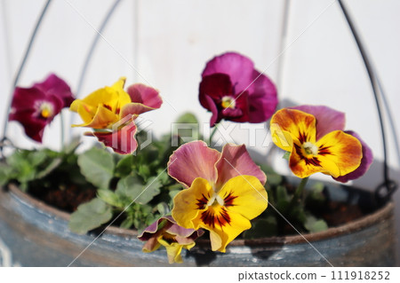 Stylish viola planted in a tin can Stylish viola planted in a tin can 111918252
