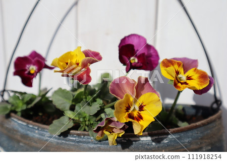 Viola grown from seeds planted in a tin can Viola grown from seeds planted in a tin can 111918254
