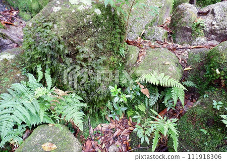 Green moss forest 111918306