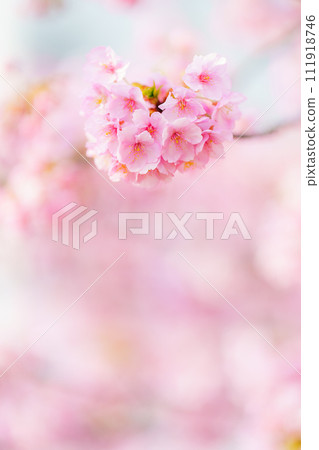 Cute Kawazu Sakura 111918746