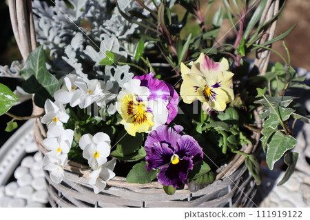 Frilled pansies and violas planted in baskets 111919122