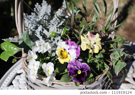Frilled pansies and violas planted in baskets 111919124