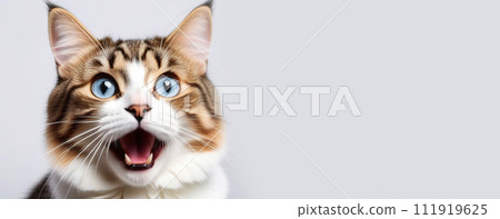 Gray cat with mouth open looking shocked, surprised. White color background. Copy space. Pet long banner. Skeptic cat closeup. Tabby feline look up side, making funny face. Wide eyed kitten call meow 111919625
