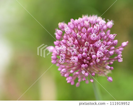 Chives flower up Chives flower up 111919952