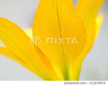 Close-up of lily flower 111919954