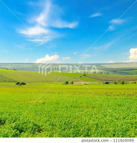 A field with green alfalfa and blue sky. A field with green alfalfa and blue sky. 111920099
