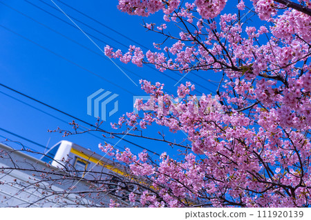 Kawazu cherry tree and train Kawazu cherry tree and train 111920139