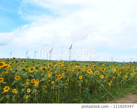 Nunobiki Highlands Koriyama City, Fukushima Prefecture Sunflowers Nunobiki Highlands Koriyama City, Fukushima Prefecture Sunflowers 111920347