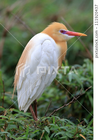 眼睛銳利的牛背鷺 眼睛銳利的牛背鷺 111920437