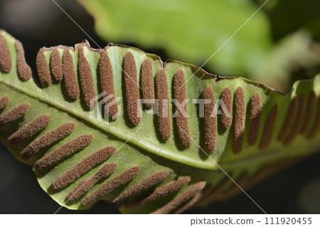 Harts-tongue fern 111920455