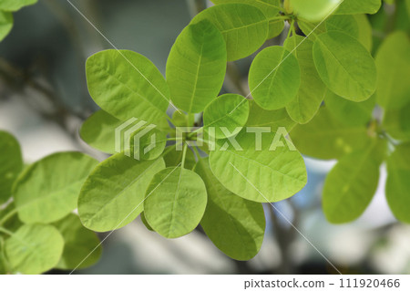 Smoke tree Golden Lady 111920466