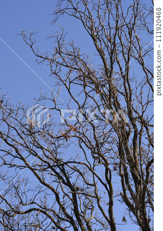 English oak 111920468