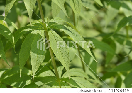 Endemic veronicastrum Endemic veronicastrum 111920469