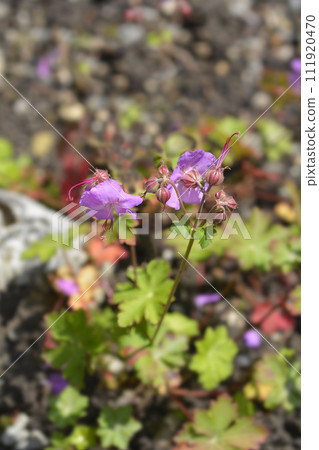 Cambridge Cransesbill 111920470