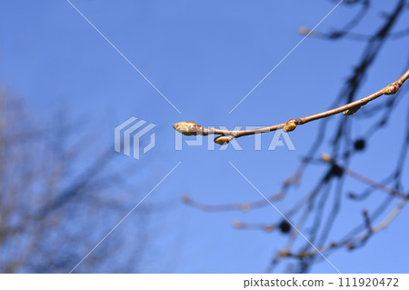 American sweetgum American sweetgum 111920472