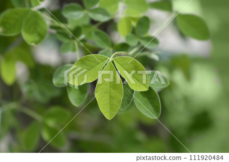 Common laburnum 111920484