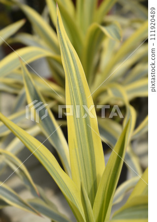 Variegated Spanish dagger 111920489