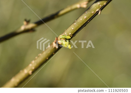 Forsythia 111920503