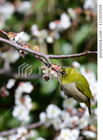 White-eye that sucks the nectar of plum blossoms White-eye that sucks the nectar of plum blossoms 111920504