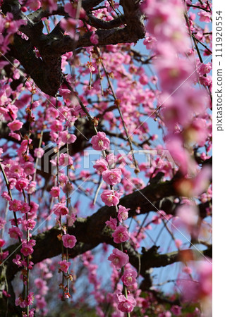 Weeping plum blossoms in full bloom Weeping plum blossoms in full bloom 111920554