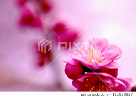 歡迎來到春天 歡迎來到春天 111920827