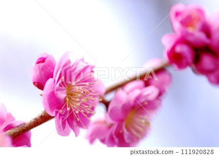 歡迎來到春天 歡迎來到春天 111920828