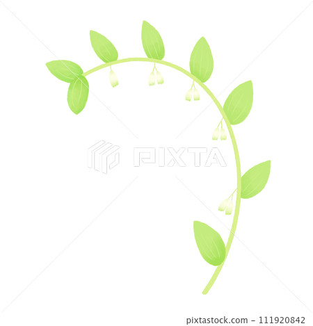 Solomon's-seal (Asparagus family) 111920842