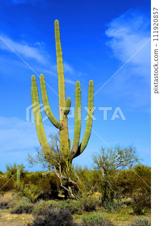 Old Saguaro Cactus Sonora desert Arizona Old Saguaro Cactus Sonora desert Arizona 111920857