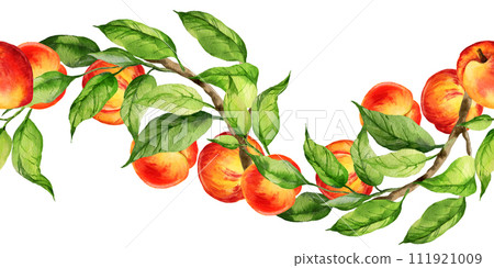 watercolor seamless border with illustration of summer fruit, peach or apricot, nectarine on a branches with green leaves, sketch of sweet food isolated on white background watercolor seamless border with illustration of summer fruit, peach or apricot, nectarine on a branches with green leaves, sketch of sweet food isolated on white background 111921009