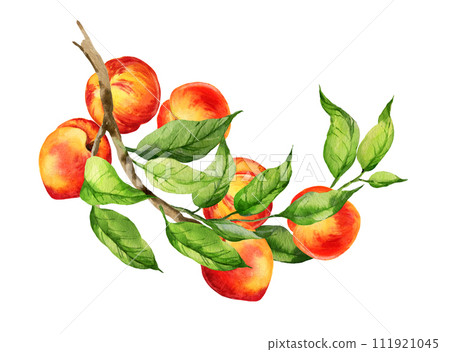 watercolor illustration of summer fruit, peach or apricot, nectarine on a branches with green leaves, sketch of sweet food isolated on white background 111921045