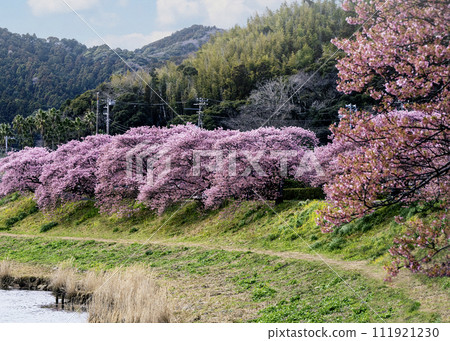 櫻花 櫻花 111921230
