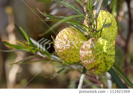 馬利筋在秋天結出許多果實 111921569