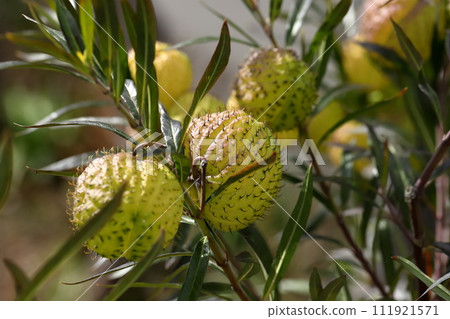 馬利筋在秋天結出許多果實 111921571