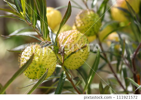 馬利筋在秋天結出許多果實 111921572