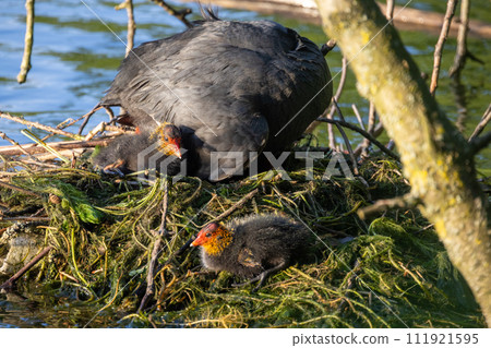 Eurasian Coot, Fulica atra, Caring for Chicks on a Nest 111921595