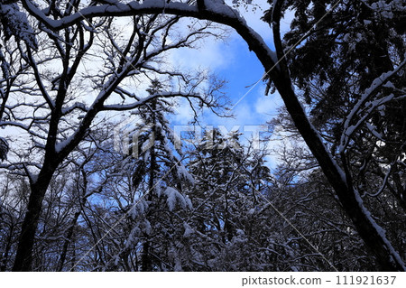 Snow-covered trees at the first station of Mt. Fuji Snow-covered trees at the first station of Mt. Fuji 111921637