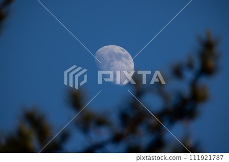 Waxing Gibbous Moon in Daylight Sky with Pine Silhouette 111921787