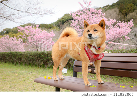 柴犬在公園的長椅上玩耍 ④ 柴犬在公園的長椅上玩耍 ④ 111922005