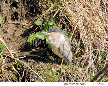 Great blue heron 111922400