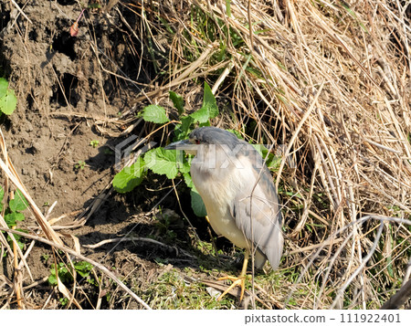 Great blue heron 111922401