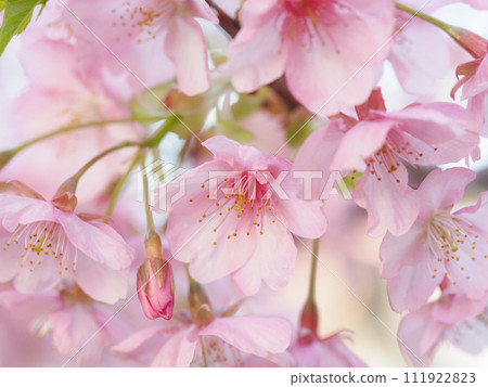 Kawazu Sakura in the evening Kawazu Sakura in the evening 111922823