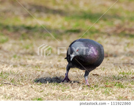 Pigopotto Pigopotto 111922860